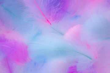Fototapeta na wymiar Beautiful abstract purple and blue feathers on white background and soft white pink feather texture on white pattern, colorful background