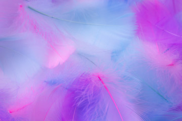 Beautiful abstract purple and blue feathers on white background and soft white pink feather texture on white pattern, colorful background