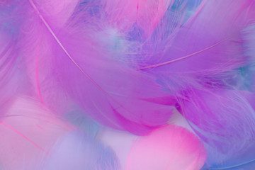 Obraz premium Beautiful abstract purple and blue feathers on white background and soft white pink feather texture on white pattern, colorful background