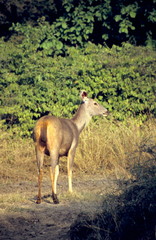 Young Sambar at Ranthambore National Park, Rajasthan, India