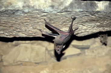 Mouse Tailed Bat from Ranthambore National Park, Rajasthan, India Fort, India