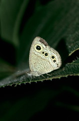 Five Ring Butterfly from Amboli, Maharashtra, India