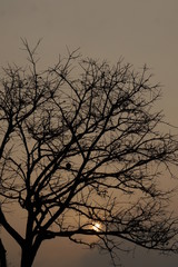 sunrise scenery with leafless tree and  single bird