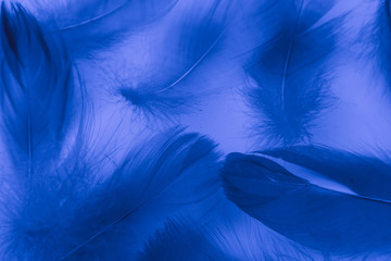 Obraz premium Beautiful abstract colorful purple and blue feathers on white background and soft white pink feather texture on white pattern and blue background