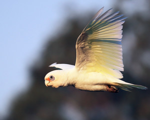 Corella in Flight