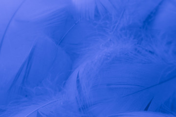 Beautiful abstract colorful purple and blue feathers on white background and soft white pink feather texture on white pattern and blue background