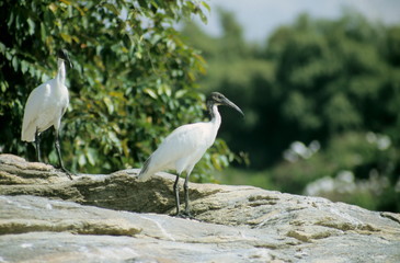 Black Headed Ibis at Ranganthittu, Karnataka, India
