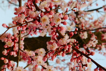 detail of pink cherry tree blossoms on background of blue sky, famous spring time in Japan and South Korea