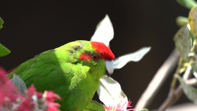 Close up of a red-crowned parakeet in New Zealand in slow motion feeding on a Pohutakawa