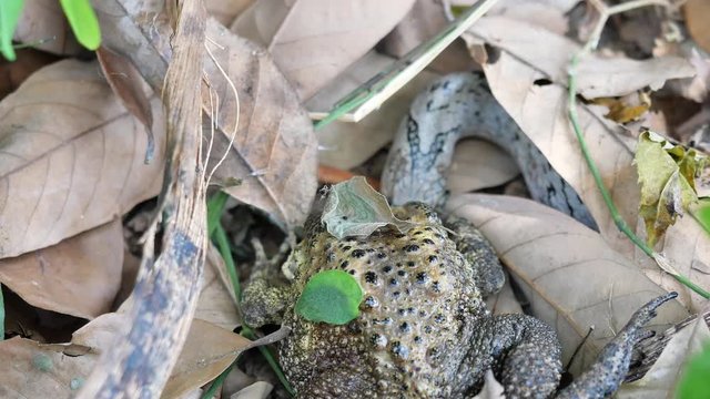 The Banded kukri snake ( Oligodon fasciolatus ) biting and eating toad in forest, Reptile hunt frog, Poisonous reptile hiding under brown dry leaf on dirt land in Thailand
