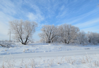Fototapeta na wymiar Winter on the banks of the river are trees all in the frost