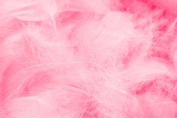 Beautiful abstract colorful white and pink feathers on white background and soft white red feather texture on pink pattern, pink background