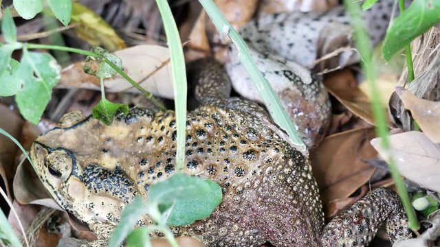 The Banded kukri snake ( Oligodon fasciolatus ) biting and eating toad in forest, Reptile hunt frog, Poisonous reptile hiding under brown dry leaf on dirt land in Thailand