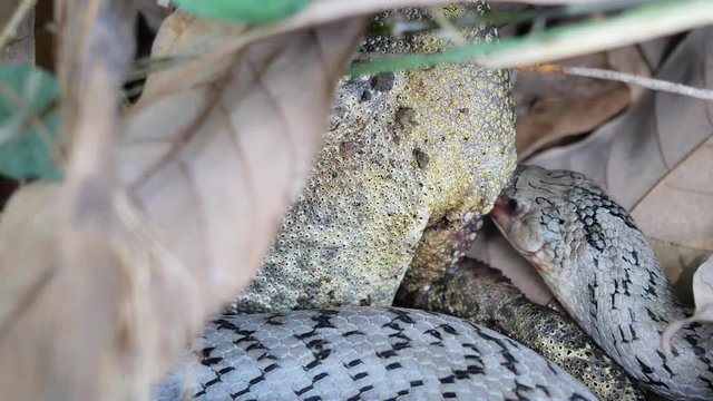 The Banded kukri snake ( Oligodon fasciolatus ) biting and eating toad in forest, Reptile hunt frog, Poisonous reptile hiding under brown dry leaf on dirt land in Thailand
