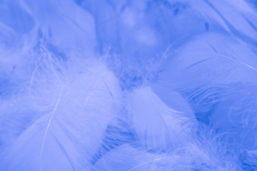 Obraz premium Beautiful abstract colorful purple and blue feathers on white background and soft white pink feather texture on white pattern and blue background