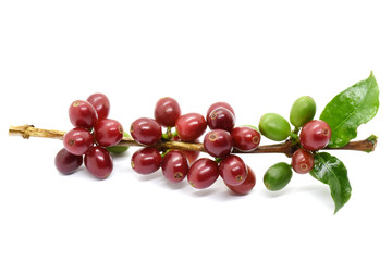 Coffee berries on branch on white background.