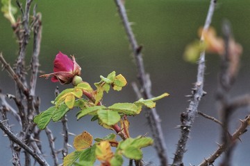  Forest Flower Photography