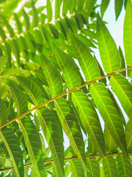 Green branches background. Palm leaves. Foliage of ailanto. 