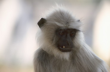 An old Hanuman Langur