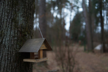 house in the forest