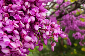 Selective, soft focus on a beautiful purple lilac flower and green leaves. Springtime concept.