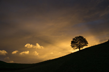 Baum mit Sonnenstrahlen
