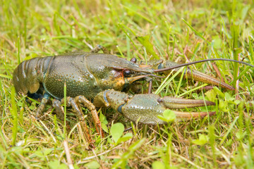 The European crayfish (Astacus astacus), noble crayfish, or broad-fingered crayfish, is the most common species of crayfish in Europe, and a traditional food source