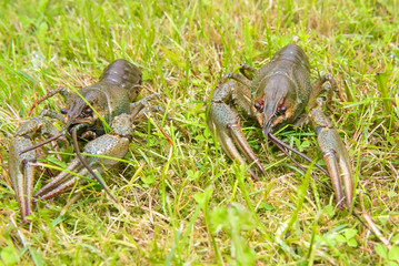 The European crayfish (Astacus astacus), noble crayfish, or broad-fingered crayfish, is the most common species of crayfish in Europe, and a traditional food source