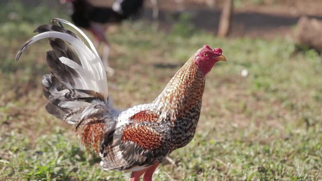 Rooster raoming grass in Cuba