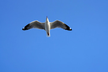 Seagulls flying in the sky    