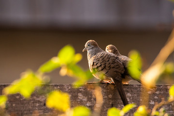 Two zebra doves on wooden fence.