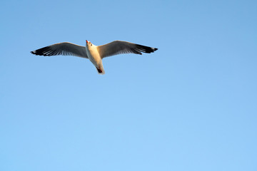 Fototapeta na wymiar Seagulls flying in the sky 