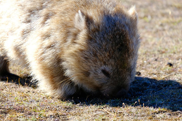Wombat the cute fury animal