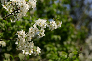 Cherry branch with delicate flowers in a sunny morning against the backdrop of a green garden. Horizontal, close-up, side view, free space for text on the right. Nature concept.
