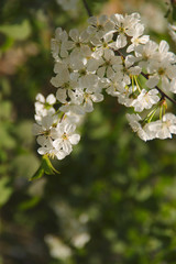 Cherry branch with delicate flowers in a sunny morning on a background of green garden. Vertical, close-up, side view, free space for text below. Nature concept.