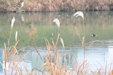Japanese pampas grass growing in the background of the river where the duck is swimming