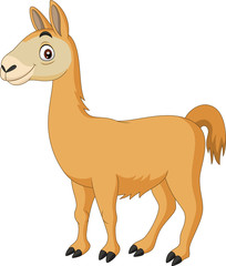 Cartoon Llama on white background