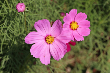 Pink Cosmos sulphureus flower on the green tree. It is also known as sulfur cosmos and attract birds and butterflies.