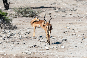 Two Impalas - Aepyceros melampus- grazing on the plains of Etosha National Park, Namibia.