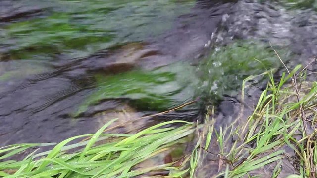 The clean water of the stream, as a bioindicator to determine the environmental quality for pollution. Concept of pollution of the planet, caused by climate change. Soft focus, close up footage.