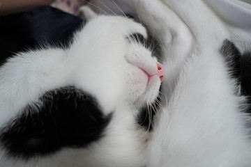 丸くなって眠る子猫