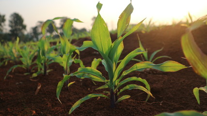 Corn seedlings with sunlight Thailand