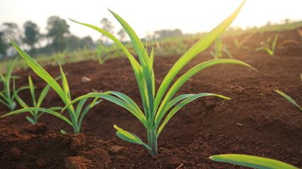 Corn seedlings with sunlight Thailand