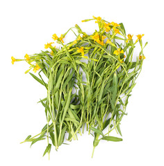French Tarragon on white background