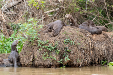 Ein Rudel Riesenotter legt auf einem umgest&uuml;rzten Baumstamm eine Pause ein
