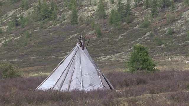 Mongolia, Darkhat basin. Settlement of reindeer herders. Deer.
