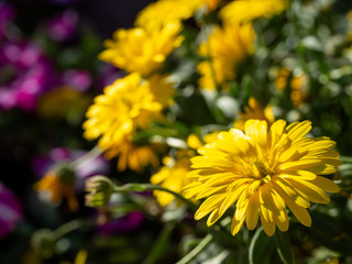 Calendula flower is used to prevent muscle spasms, start menstrual periods, and reduce fever. 