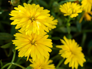 Calendula flower is used to prevent muscle spasms, start menstrual periods, and reduce fever. 