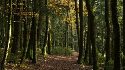 path in forest