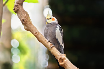 Cockatiel parrot on a tree branch. Close-up of the bird in the wild